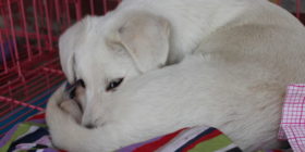 Snowball3