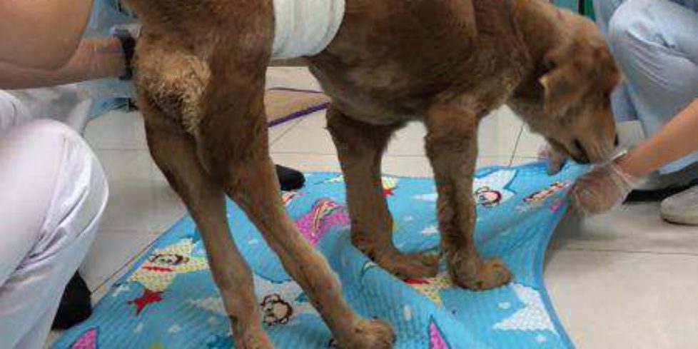 Ainiu/Elsa – Recovering Slowly