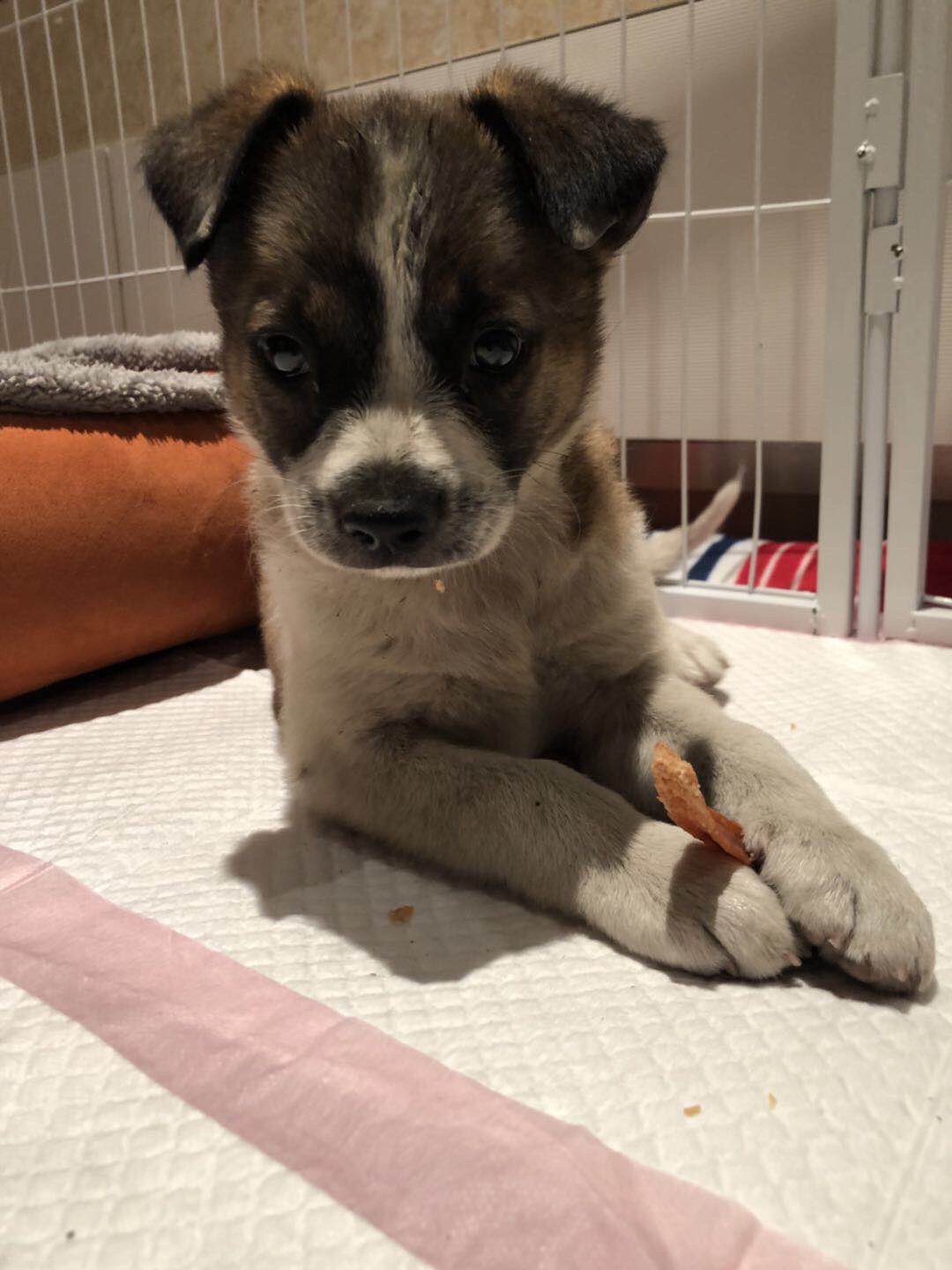 Two more pups rescued – Jack and Rosie