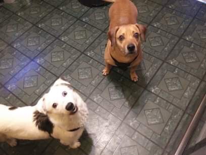 Rosie in her new home in Chicago!