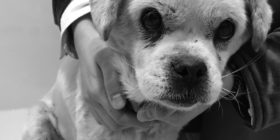 Stray Dog Song (in progress)