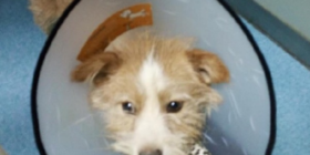 Pixiu