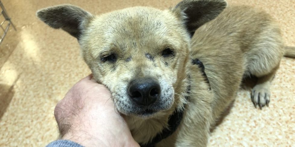 Jenny – Blind, Abandoned Dog – Safe Now