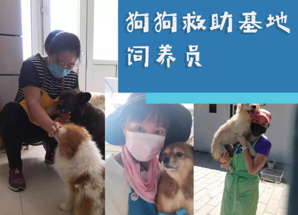 zhaopin-dog-shelter